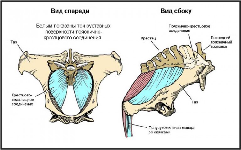 Где находится симфиза Где находится симфиза