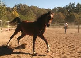 264xNxlunging_a_horse_loose_schooling