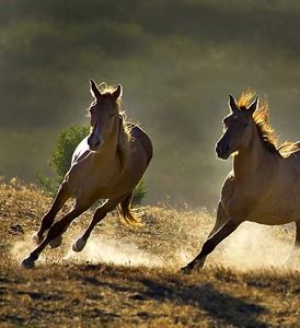 274xNxlunging_a_horse_wild_horses