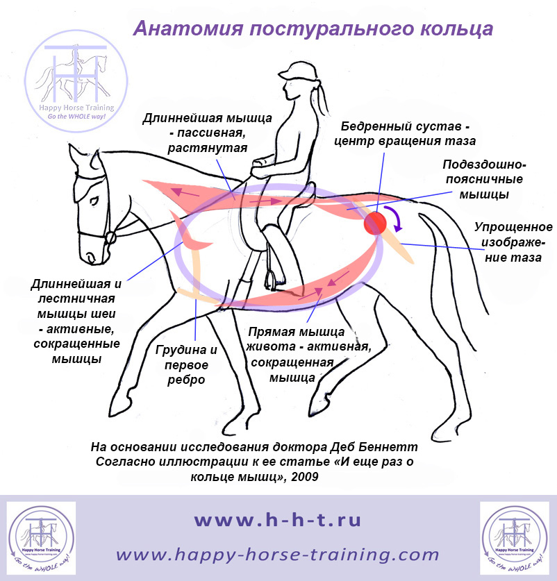 diagram_postural_ring-ru