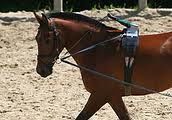 lunging_a_horse_draw_reins