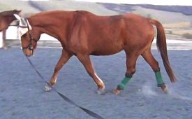 lunging_a_horse_hope