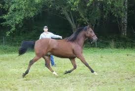 lunging_a_horse_rushing