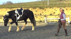 lunging_a_horse_totti2