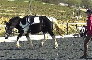 lunging_a_horse_uno_sidereins