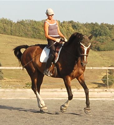 dressage_saddles_balanced_riding